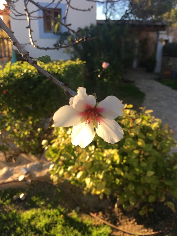 Can Frare first almond blossom Can Frare first almond blossom