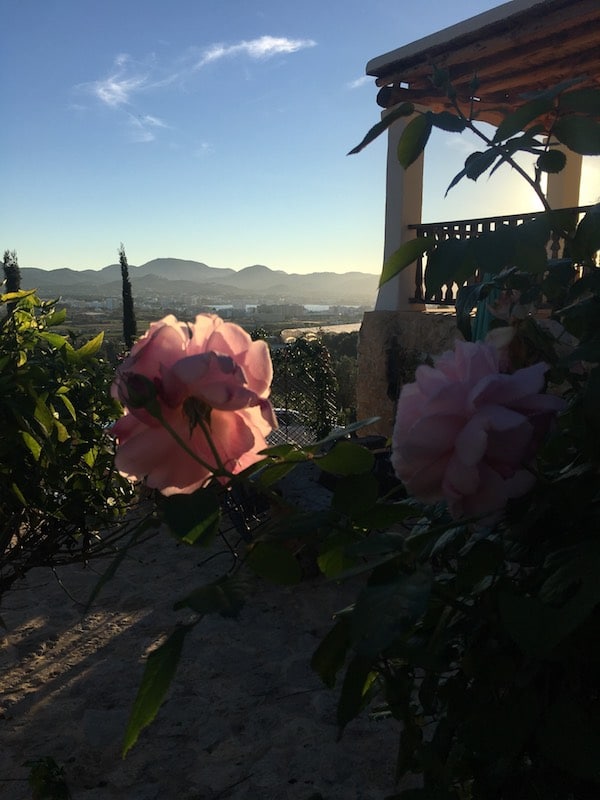Ibiza Winter Roses Can Frare Ibiza Winter Roses Can Frare