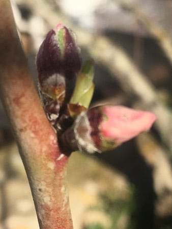 Almond blossom first buds Ibizan Winter Almond blossom first buds Ibizan Winter
