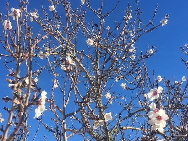 Ibiza almond in blossom