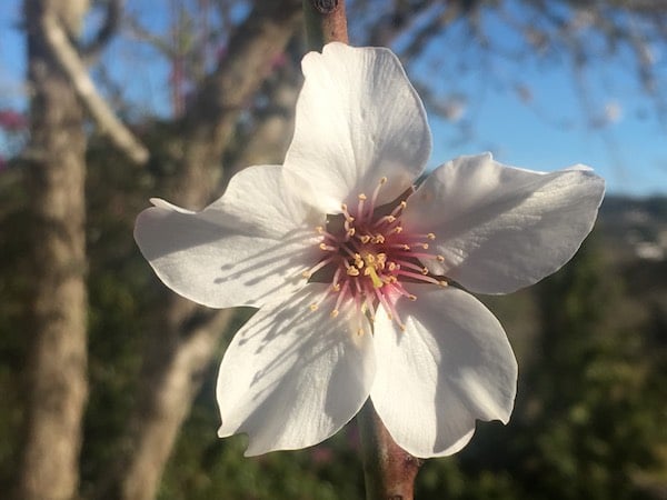 Ibizan winter flowers Ibizan winter flowers