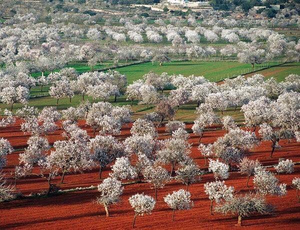 Santa Agnes Almonds in blossom Santa Agnes Almonds in blossom