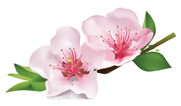 almond blossom ibiza image